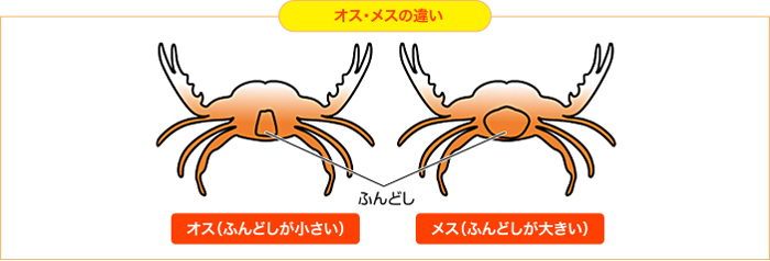 カニのオス・メスの違いの図